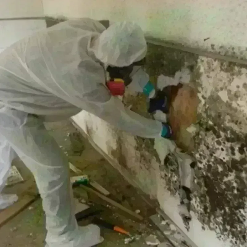 Mold Remediation and Removal in Milan, IL